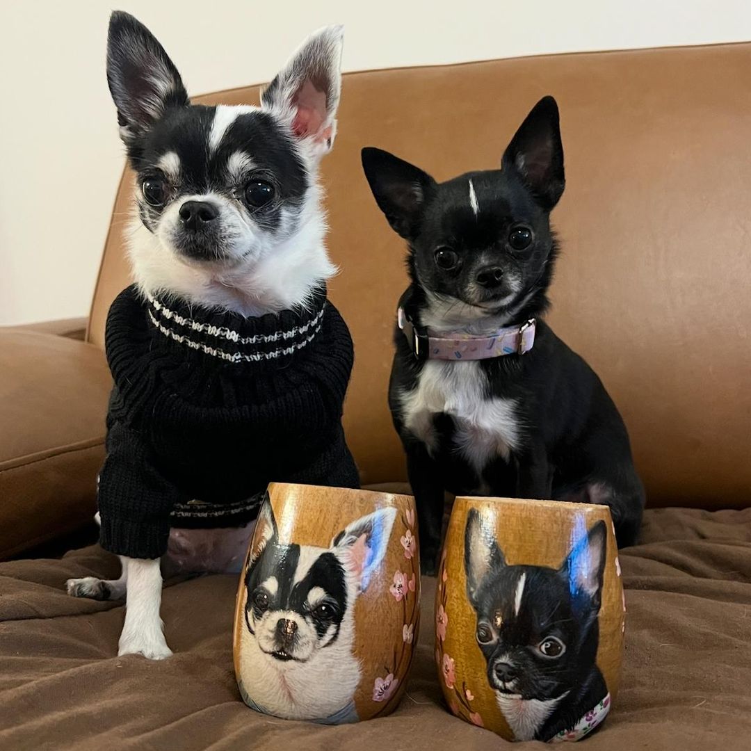 Dos chihuahuas, en pose graciosa, posando juntos para una fotografía