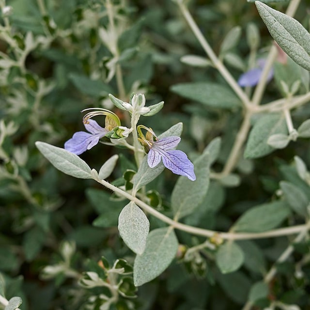 cultivar olivilla