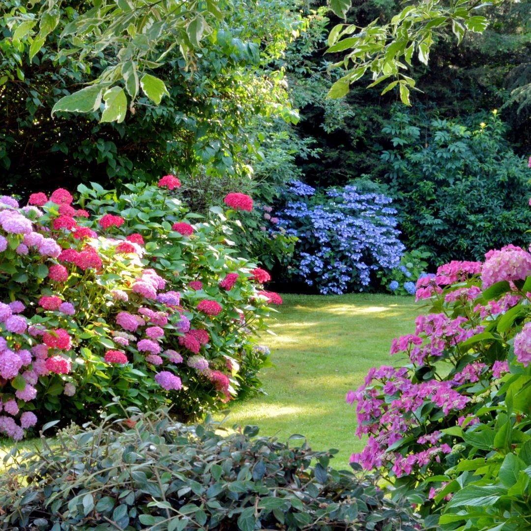El secreto de los jardines bonitos: estos arbustos con flor aportan color, vida y mucho aroma