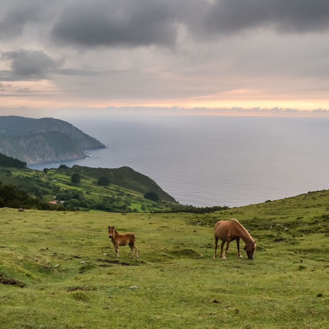 caballos salvajes y vacas pastando en las verdes laderas de los acantilados de Vixia de Herbeira, los más altos de Europa continental, A Coruña