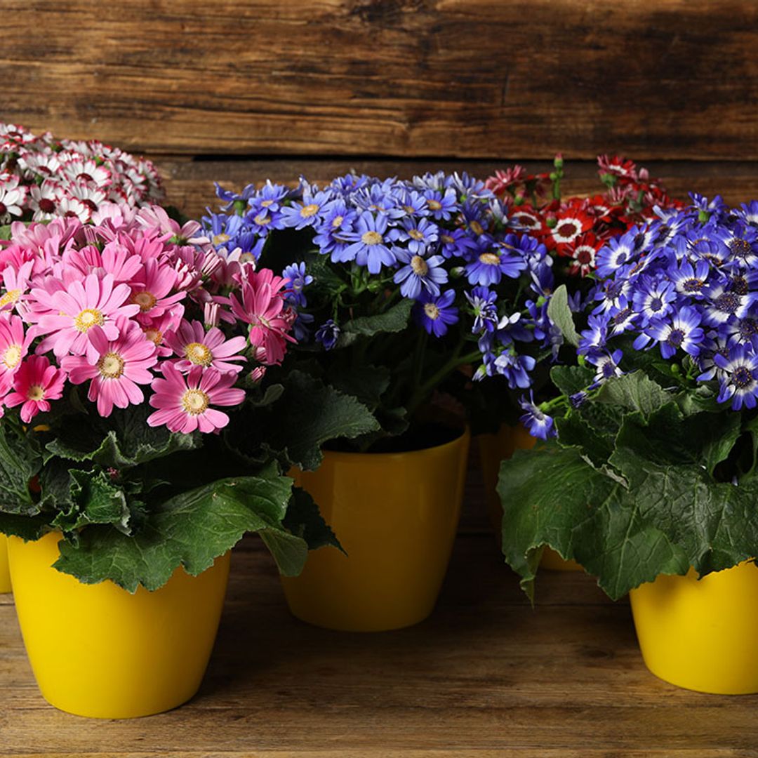 Cineraria, una planta de interior con una floración espectacular