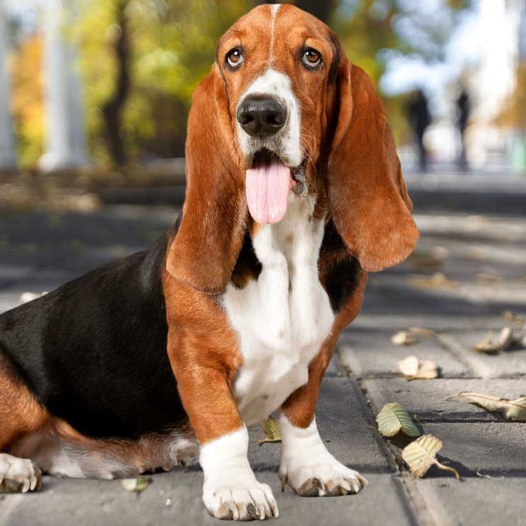 Razas de perro sabuesos con un excelente sentido del olfato