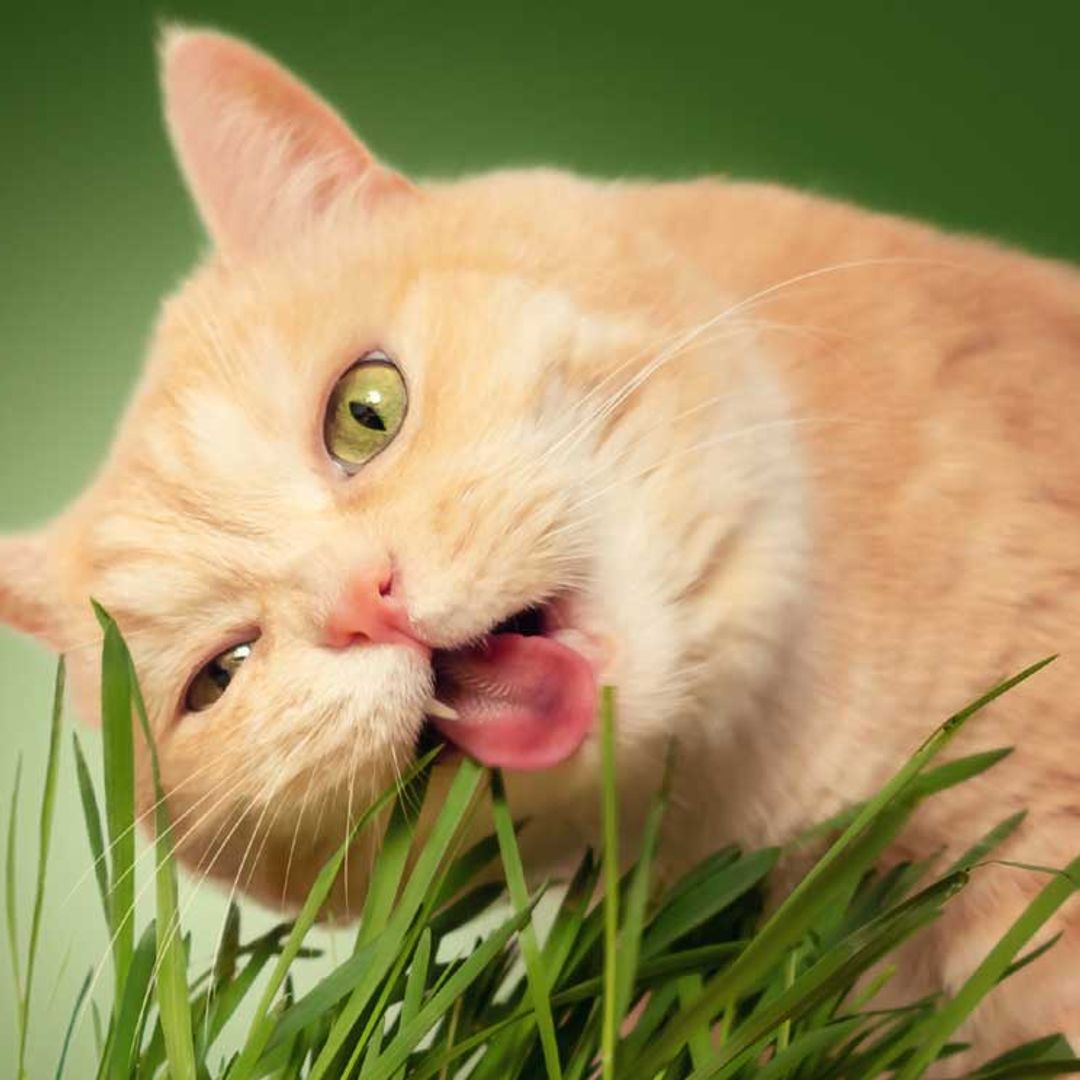 Esta es la razón por la que tu gato se come las plantas