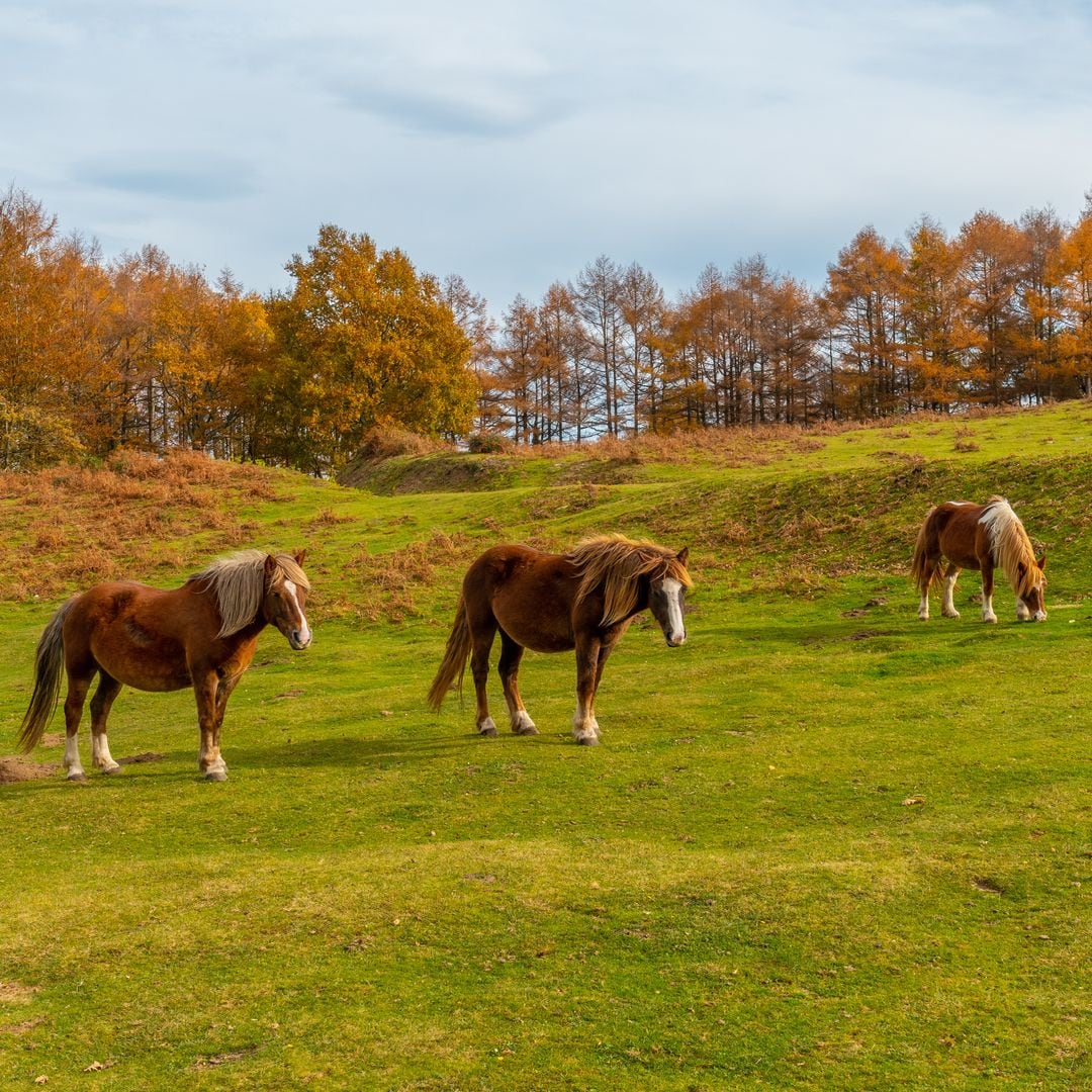 Caballos en el monte Erlaitz, Guipúzcoa
