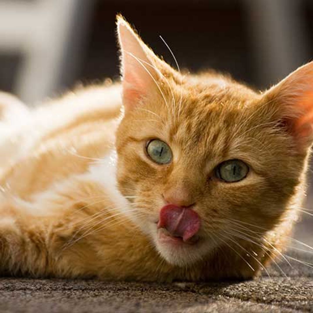 ¿Cómo funciona la lengua de tu gato?
