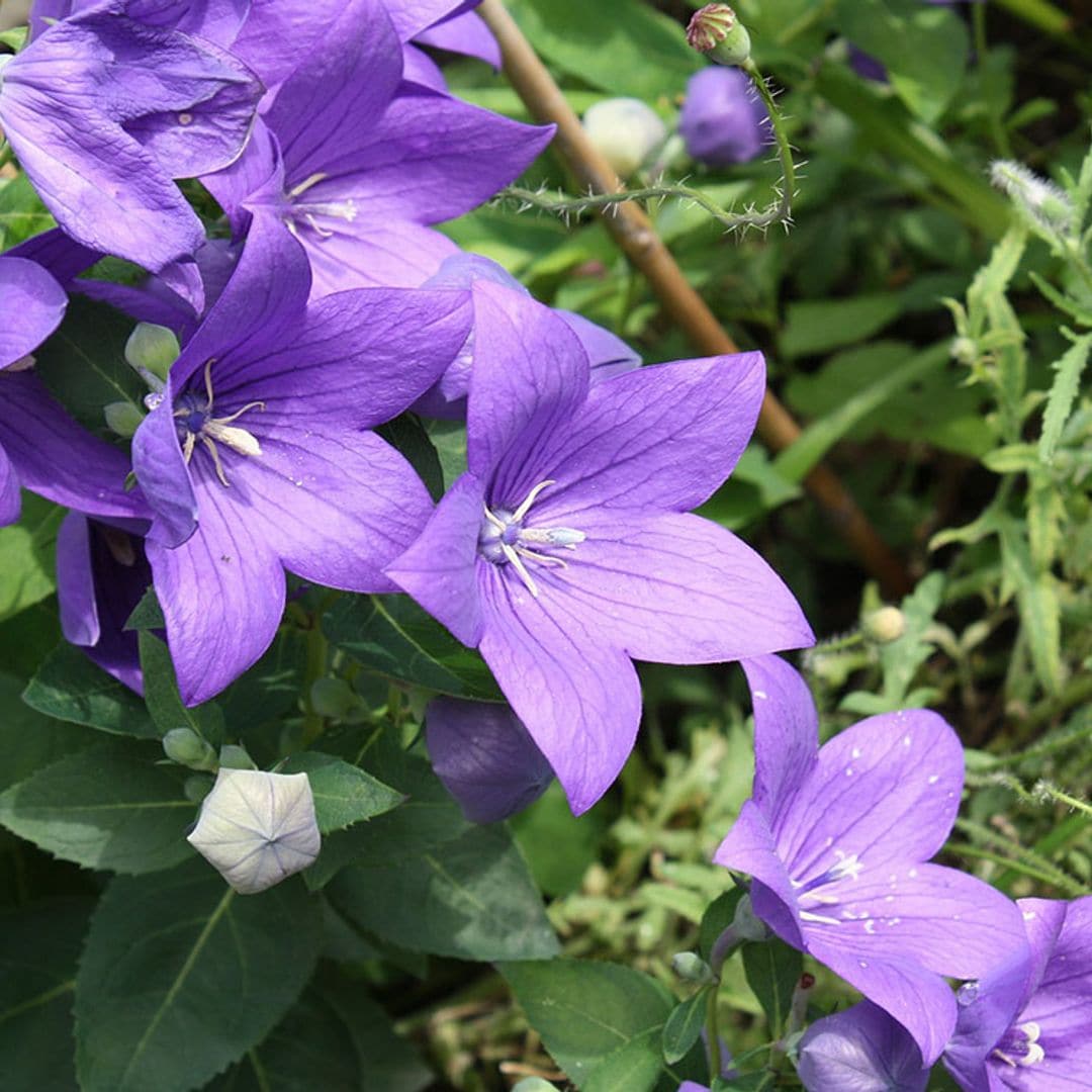 Campanilla china: estos son los cuidados que necesita para llenar tu jardín de color
