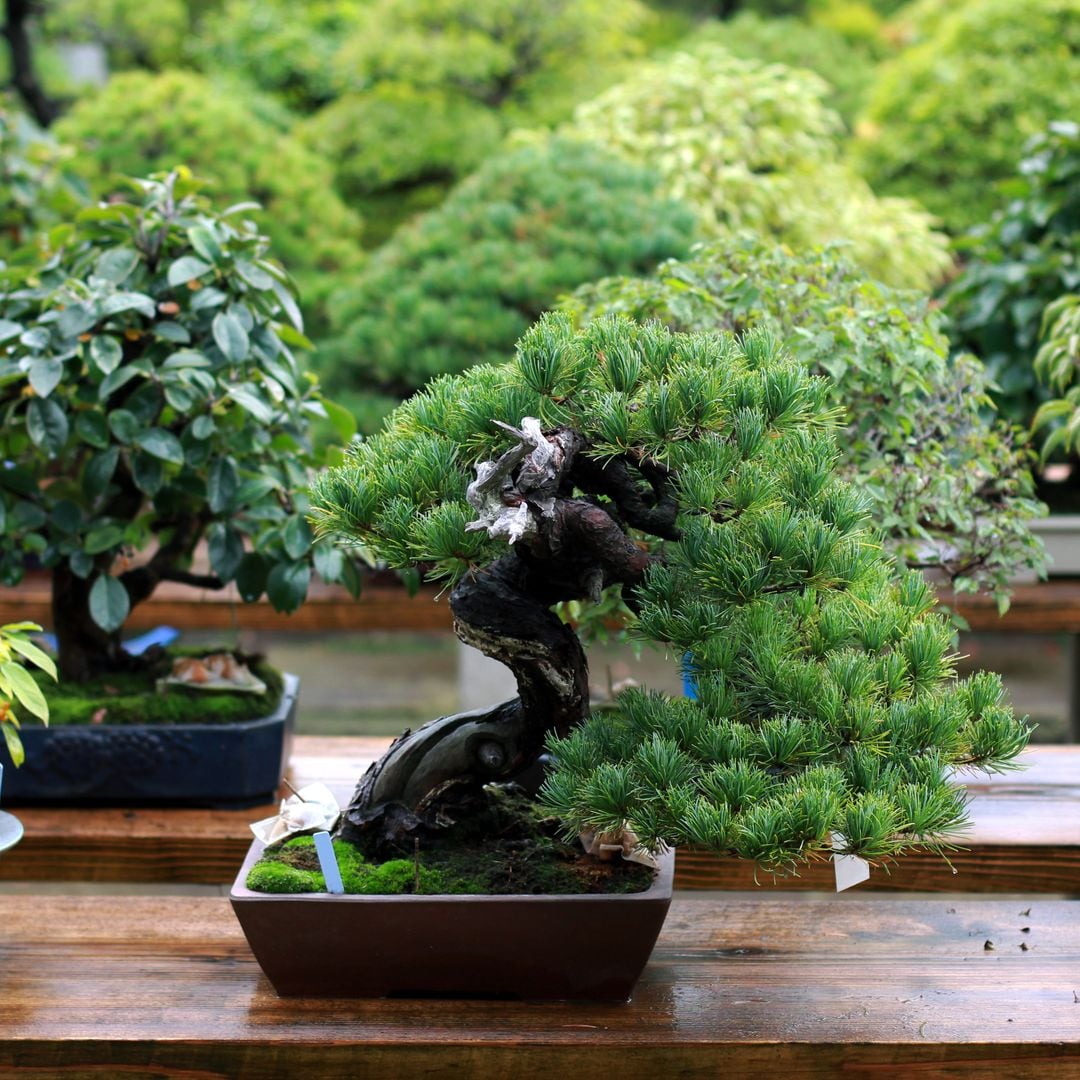Las mejores especies vegetales para cultivar un bonsái en casa: guía práctica para conseguir un árbol perfecto