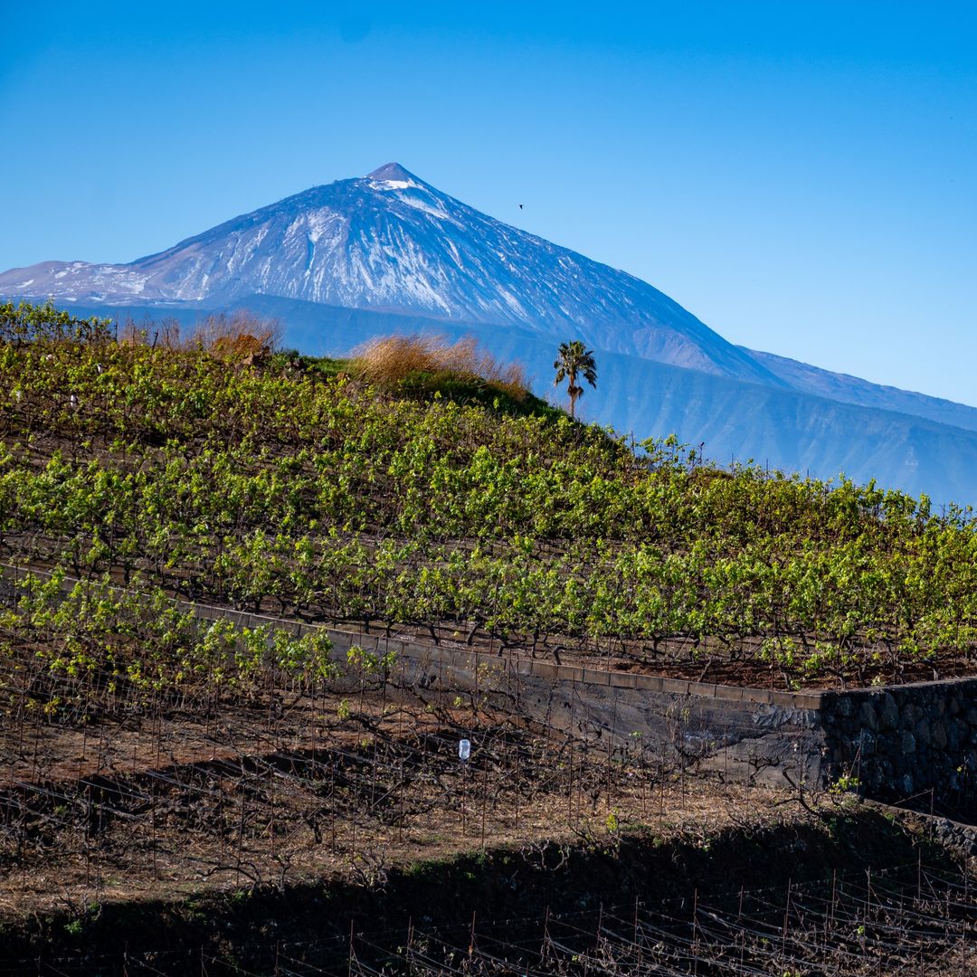 Viñedos en terrazas montañosas en la región vinícola de Tacoronte, Tenerife