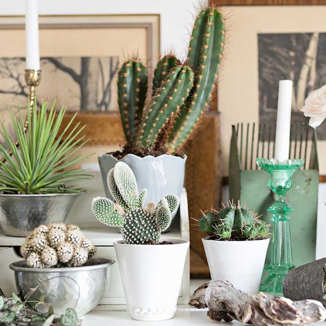 Ideas originales para decorar con cactus