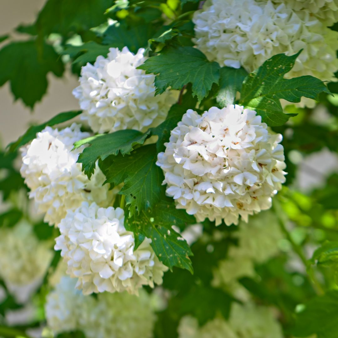 El arbusto de flores blancas que parece una hortensia es fácil de cuidar y puedes cultivarlo en jardín o maceta