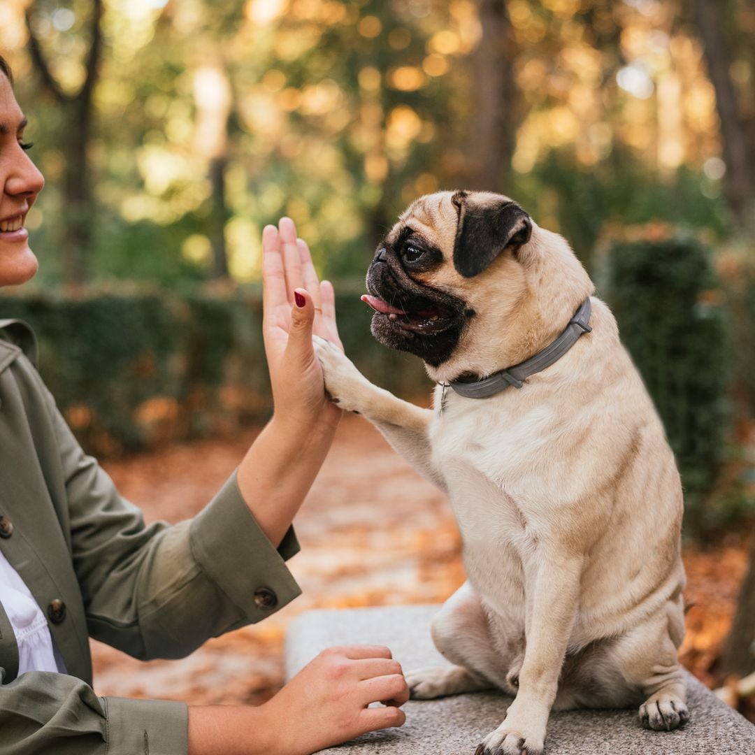 Descubre por qué este collar antiparasitario es el favorito de miles de dueños de perros en Amazon