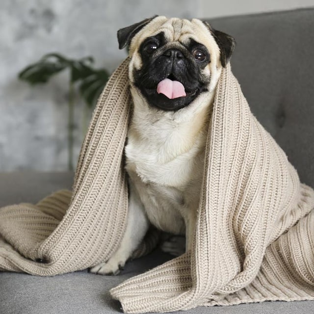 perro