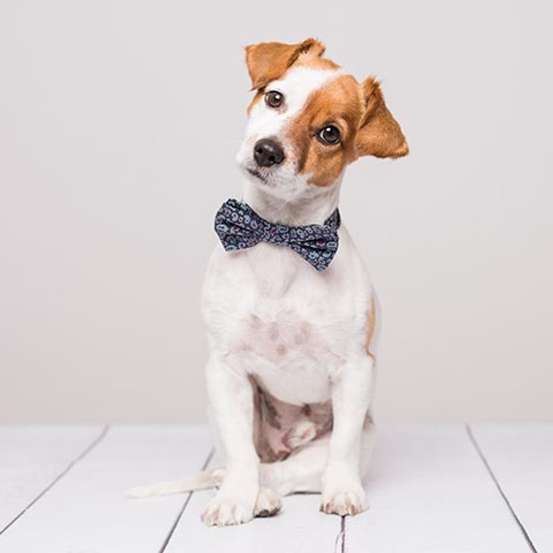 ¿Qué hacer si mi perro muerde a alguien?