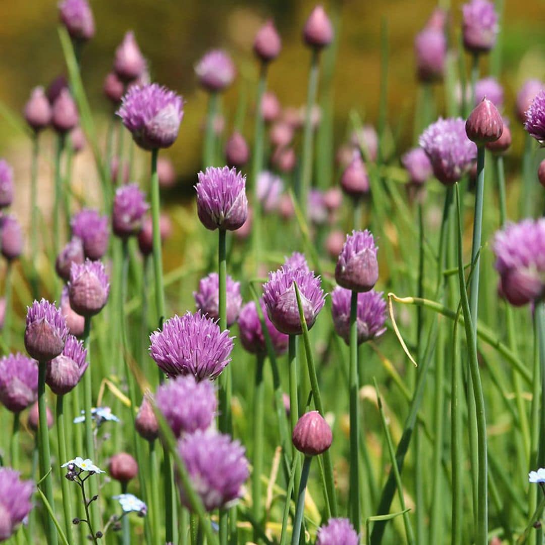 Hazte con un rincón de plantas aromáticas en tu jardín y dale un toque silvestre