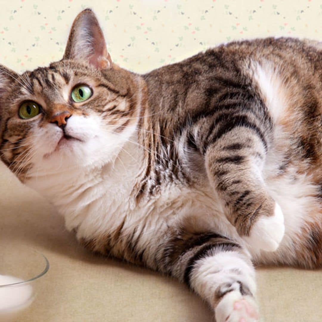 Cómo evitar que tu gato engorde tras la esterilización