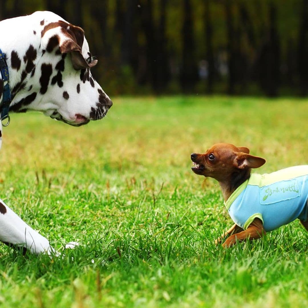 Estas son las razones por las que tu perro se lleva mal con otros perros