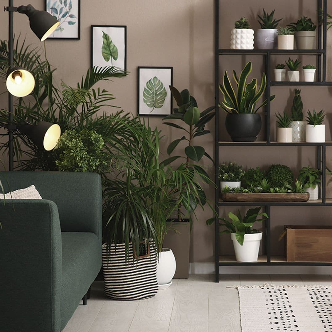 Cómo decorar con plantas de interior: ¿cómo elegirlas y dónde colocarlas?