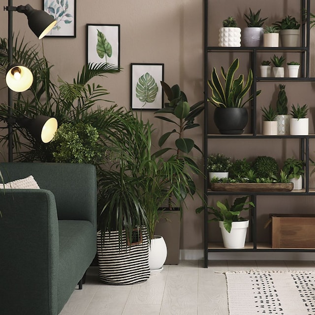 elegir decorar con plantas 01t