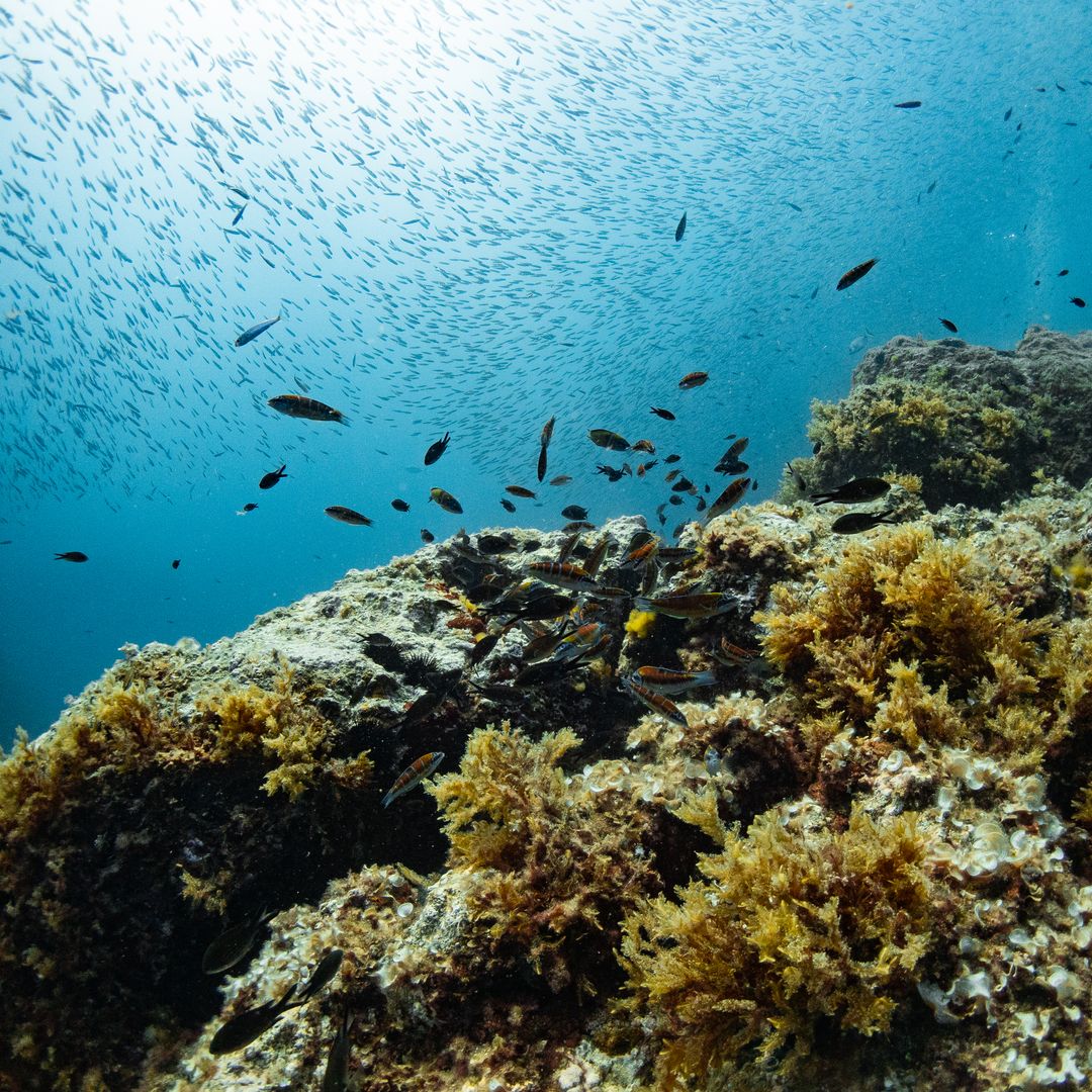 Reserva Marina de Islas Hormigas