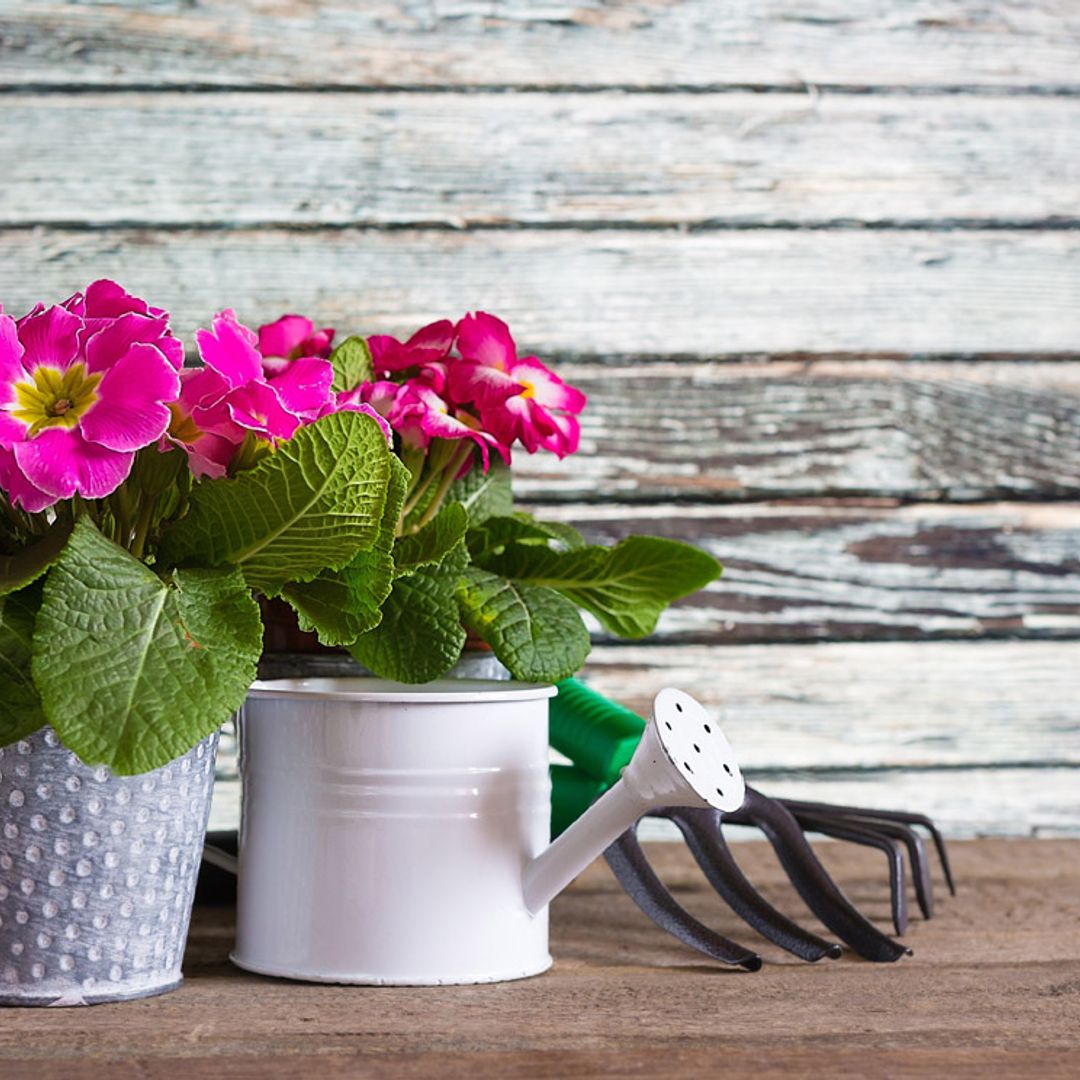 Cultiva la prímula y disfruta de su bella floración desde finales del invierno