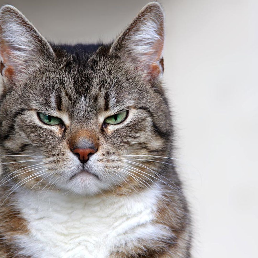 Descubre si tu gato siente dolor observando sus bigotes, la mirada y otras expresiones faciales