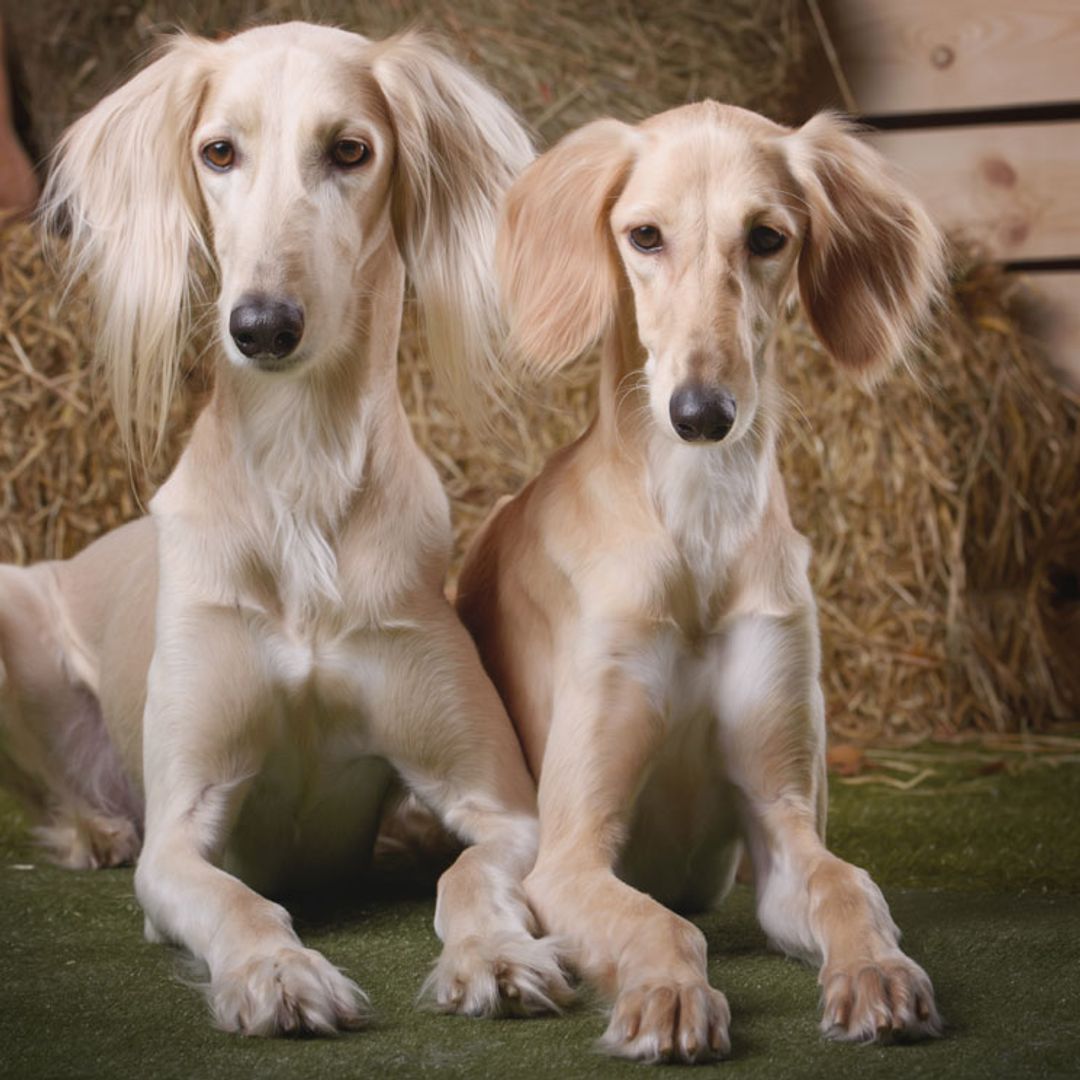 Estas son las razas de perro más antiguas
