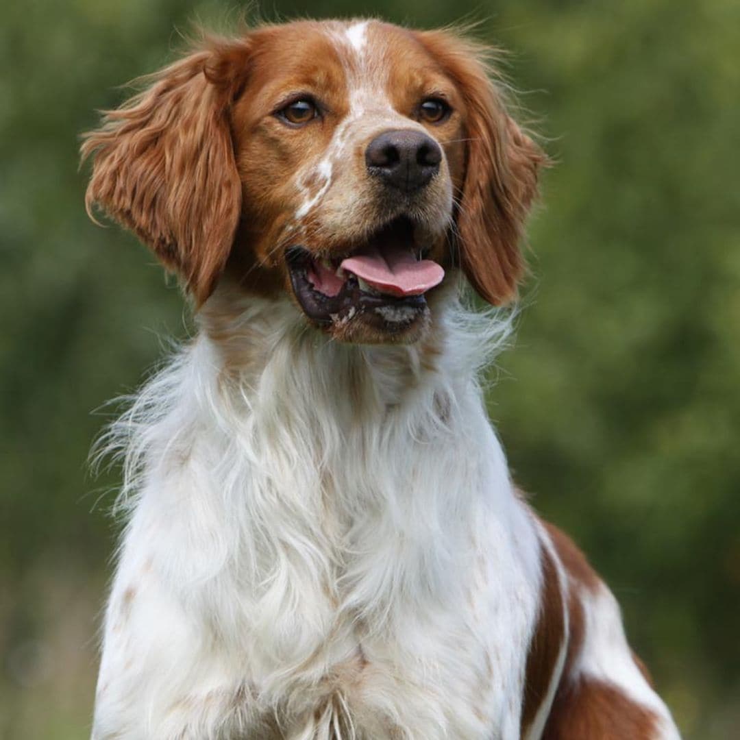 Spaniel bretón, un compañero vital y enérgico que hará las delicias de toda la familia