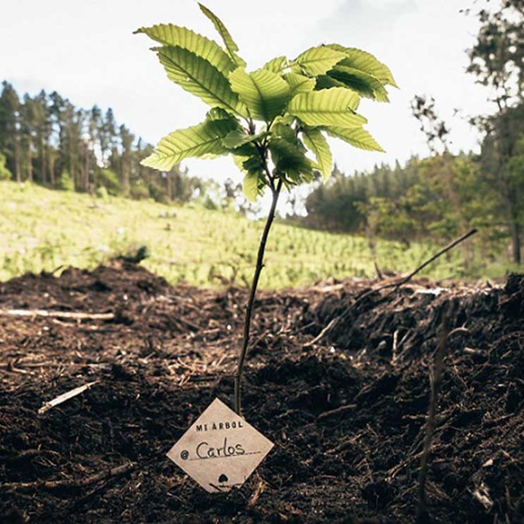 Árboles contra la contaminación del aeropuerto de Madrid