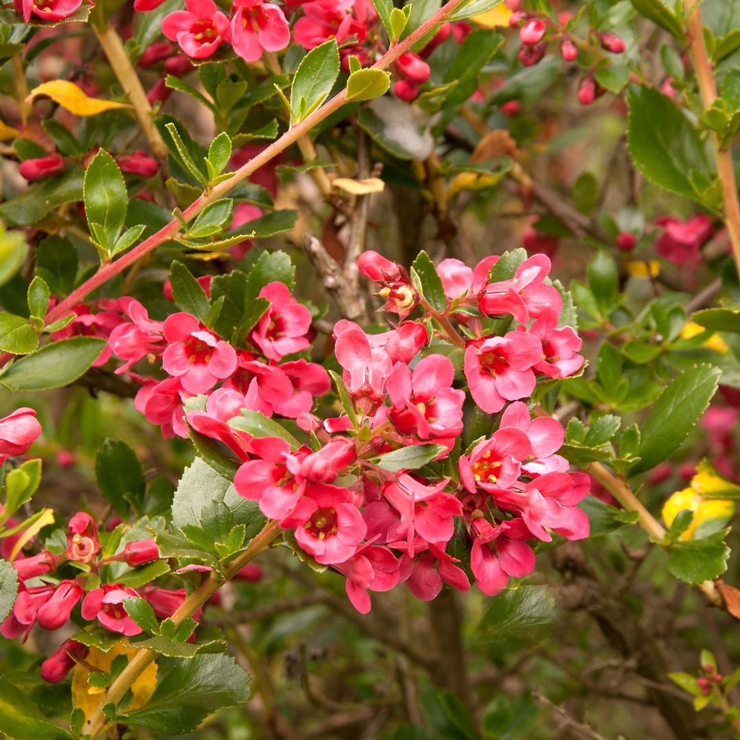 La escalonia, el arbusto perfecto para tu jardín: resistente, fácil de cuidar y con una deslumbrante floración