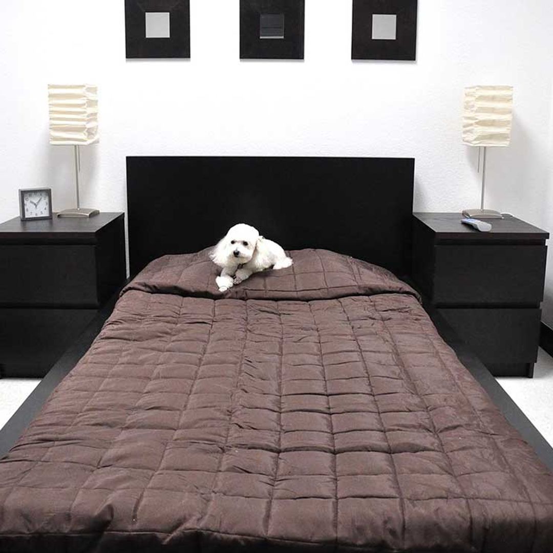 Si no puedes llevarte a tu perrito de vacaciones, toma nota de estos hoteles de lujo