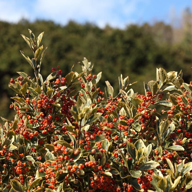 lentisco planta exterior pistacia  lentiscus hola decoracion