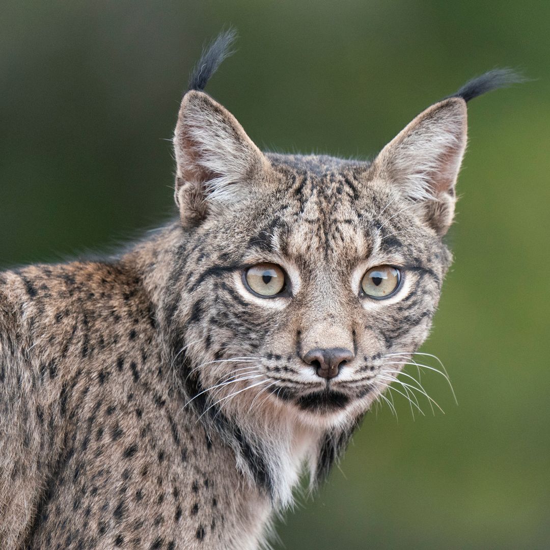 Auge del lince ibérico en España y por qué: de menos de 100 a más de 2.400 ejemplares en libertad durante 2026