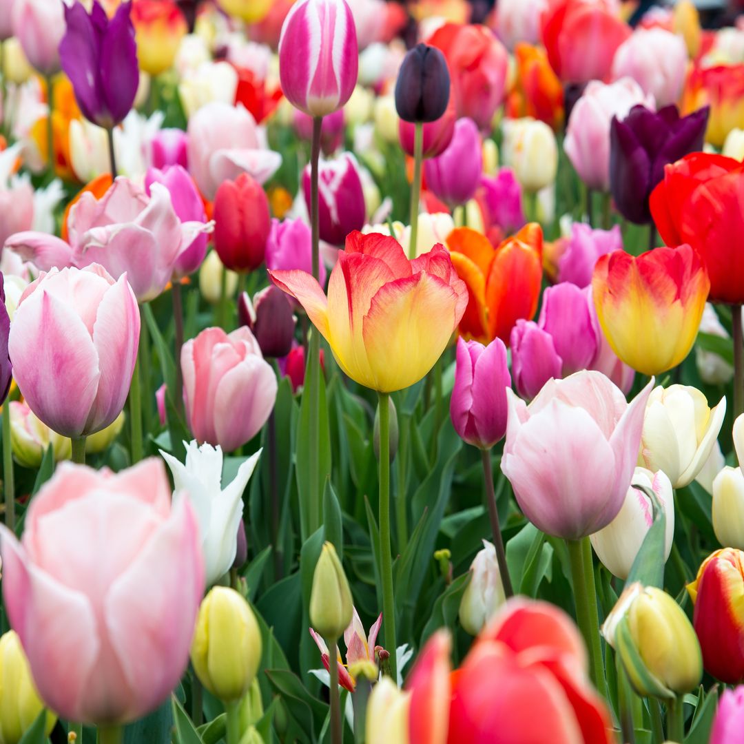 Plantas bulbosas que florecen en primavera: una explosión de flores para llenar de color jardines y terrazas