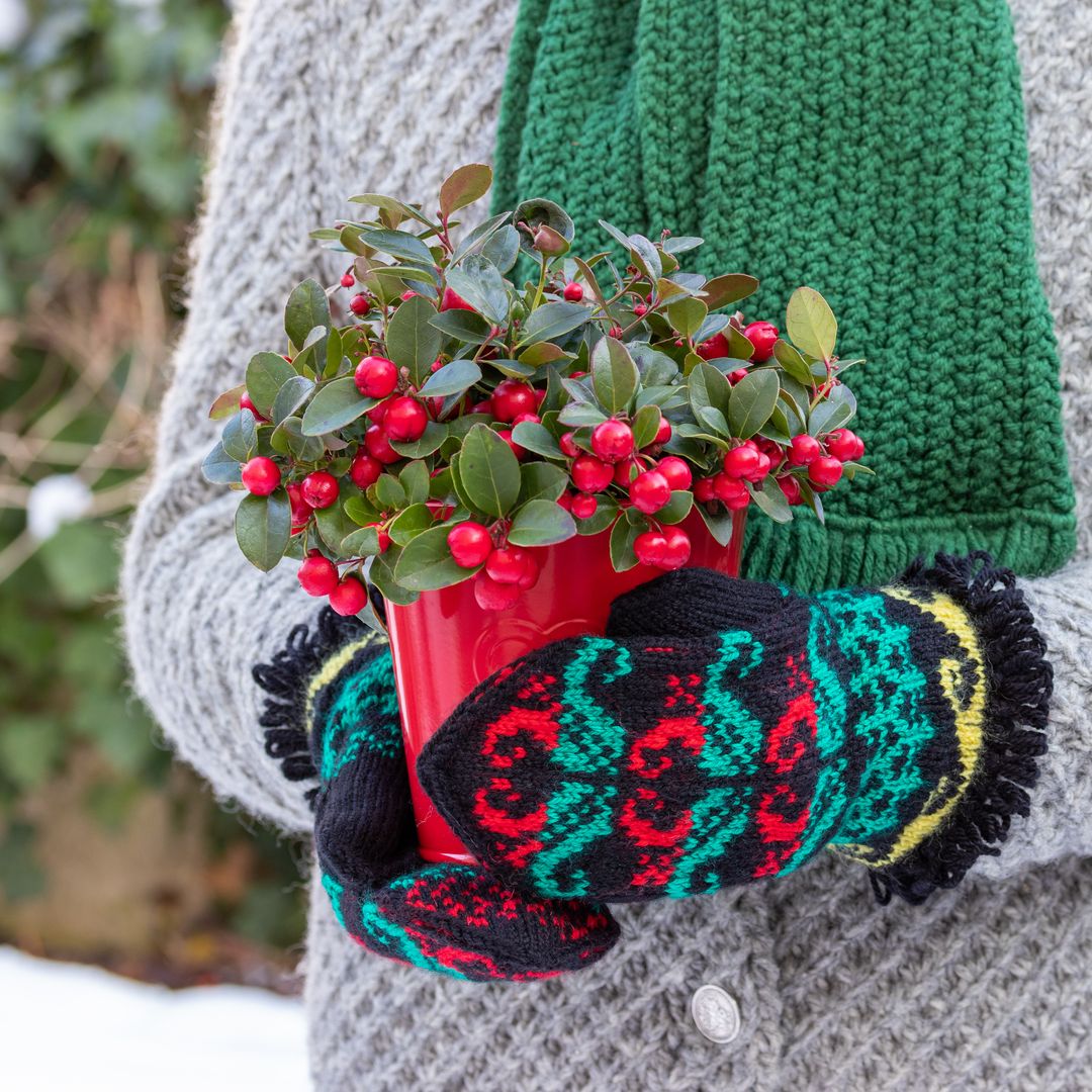 Gaulteria: la planta de Navidad de la que podrás disfrutar todo el año
