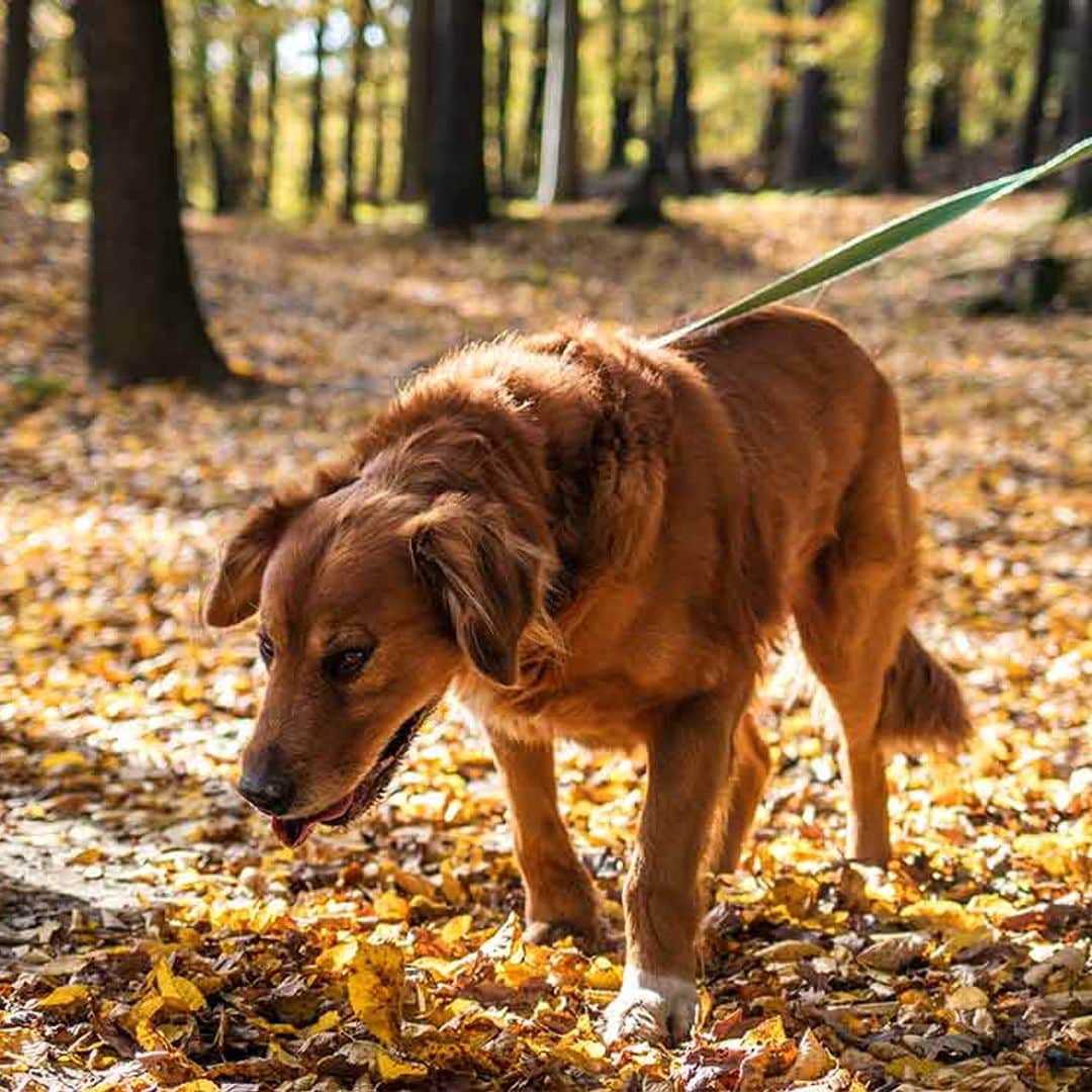 'Los miedos de un perro pueden hacer que se rebele'
