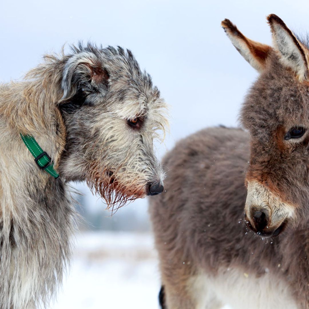 Perro lobero irlandés: una desconocida raza gigante y dócil