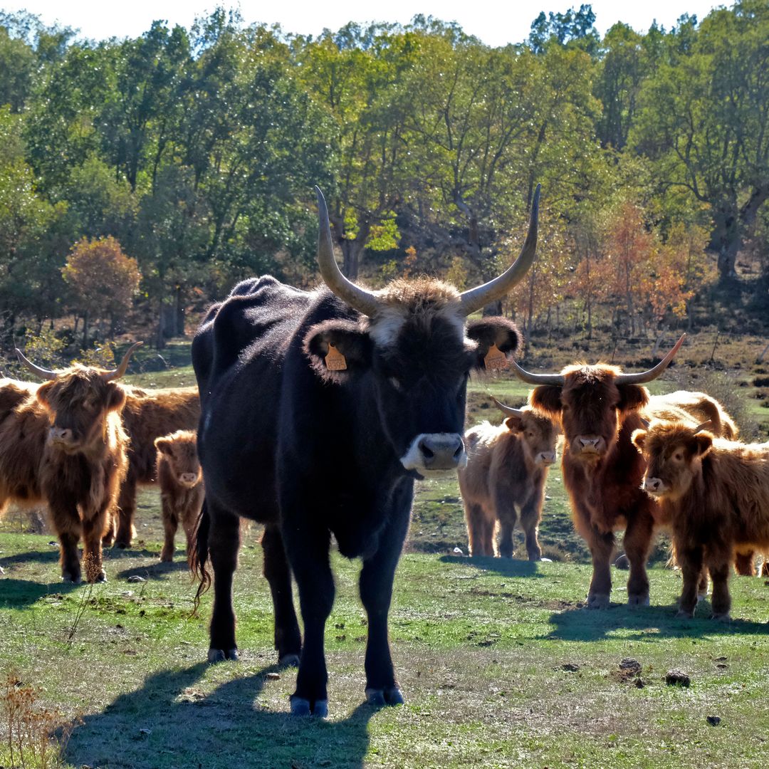 Uros, Paleolítico Vivo, Salguero de Juarros, Burgos