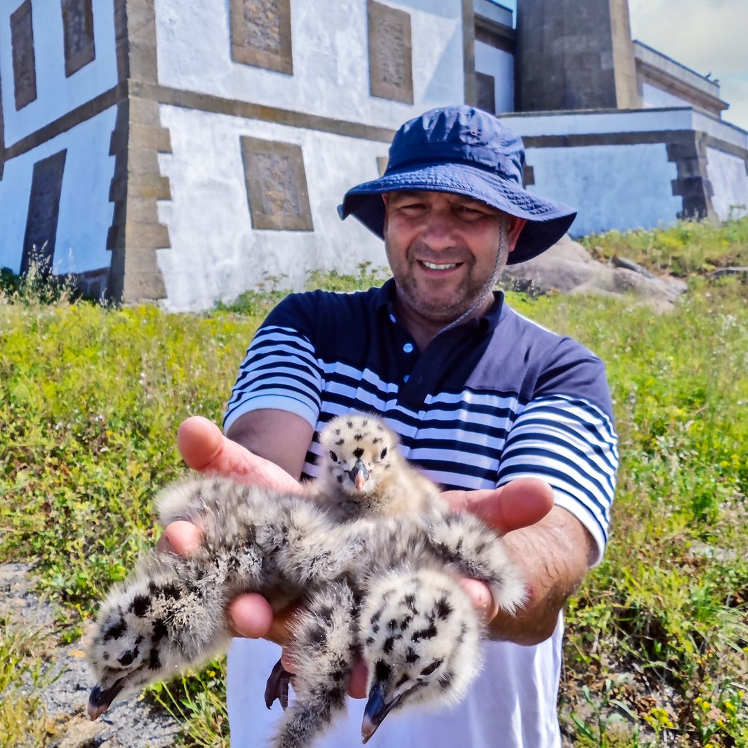 Un visitante de la isla Lobeira grande aparta a los pollos de gaviotas para no pisarlos 