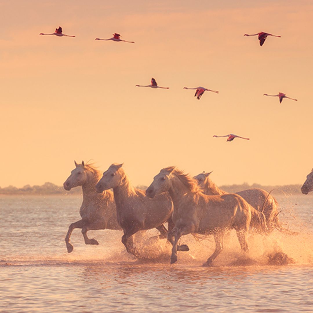 Invasión de flamencos, los mejores lugares para ver al animal de moda