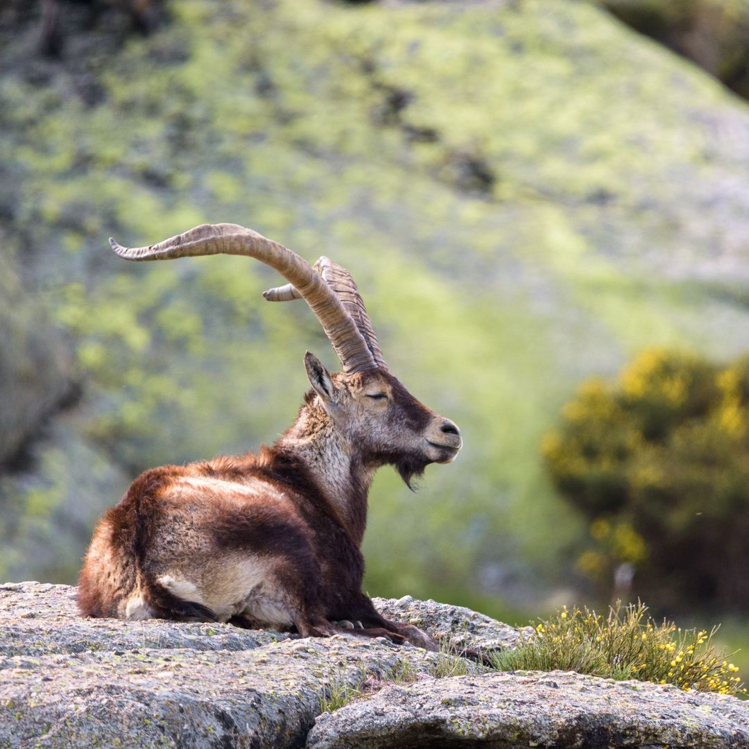 Cabra montés de la Sierra de Gredos, Ávila