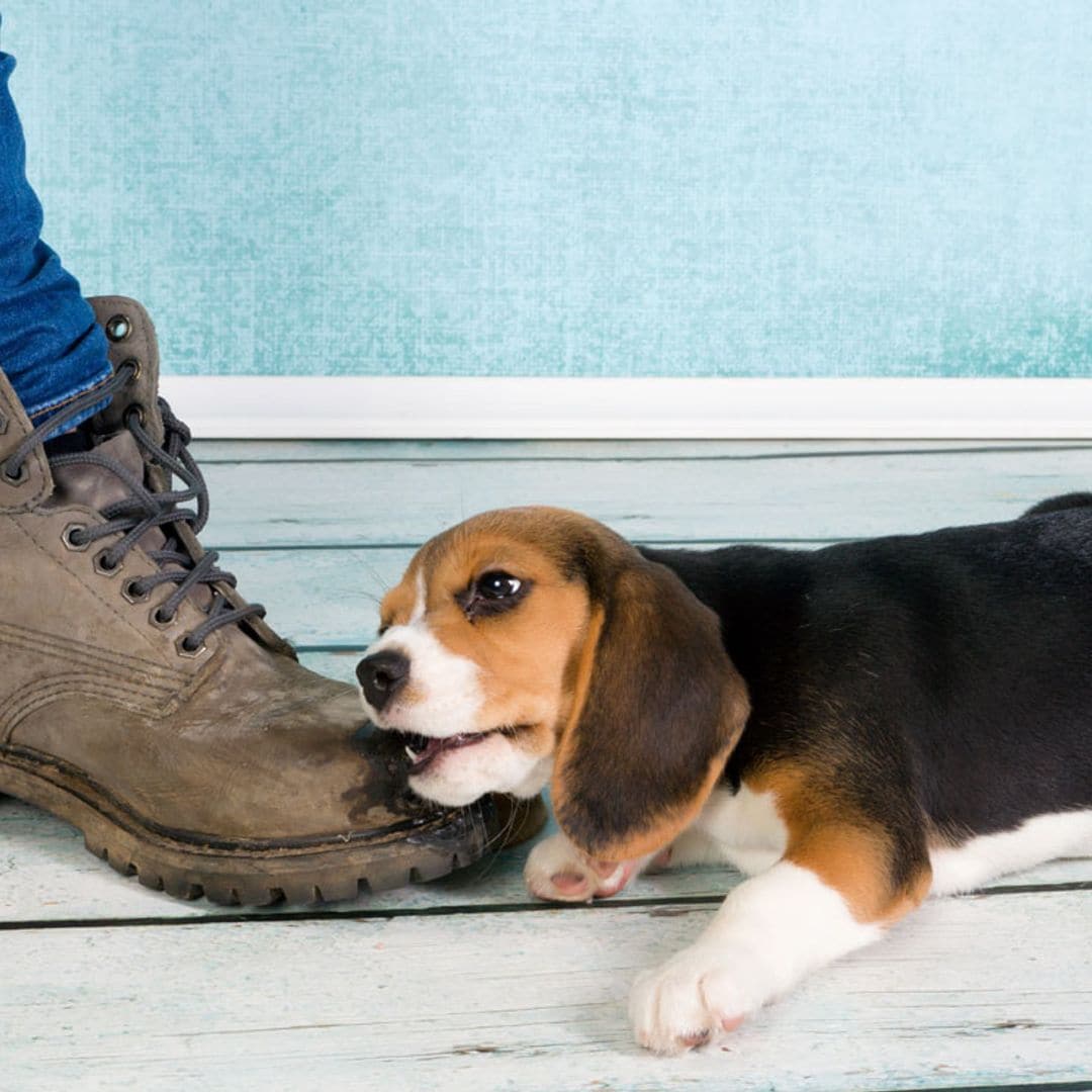 ¿Tu perro te muerde constantemente los pies? Averigua por qué lo hace