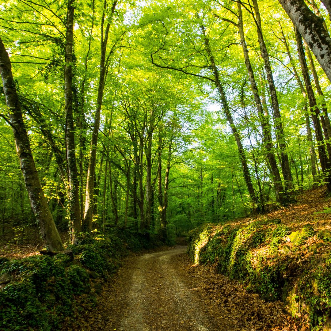 Bosque La Fageda d'en Jordà, Garrotxa, Girona