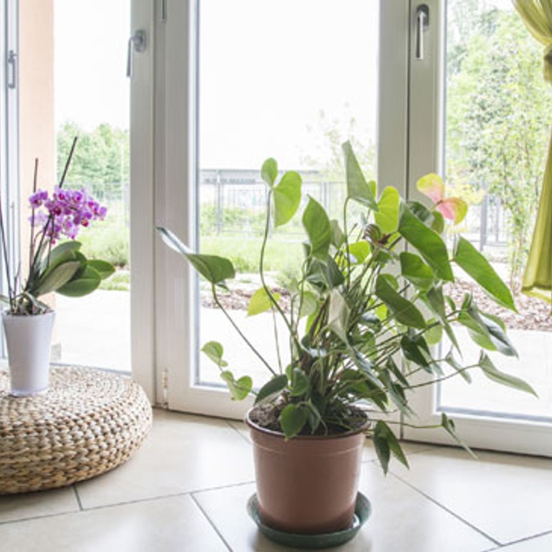 6 consejos muy prácticos para que tus plantas sobrevivan durante tus vacaciones