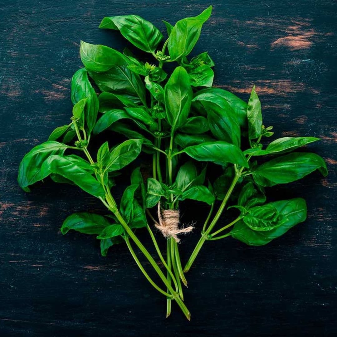 Descubre cómo la albahaca puede ayudarte a dormir mejor