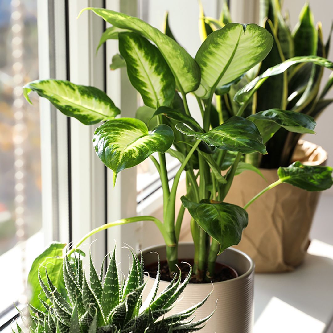 indoor house plant pesticide NATRIA Houseplant Insect Killer