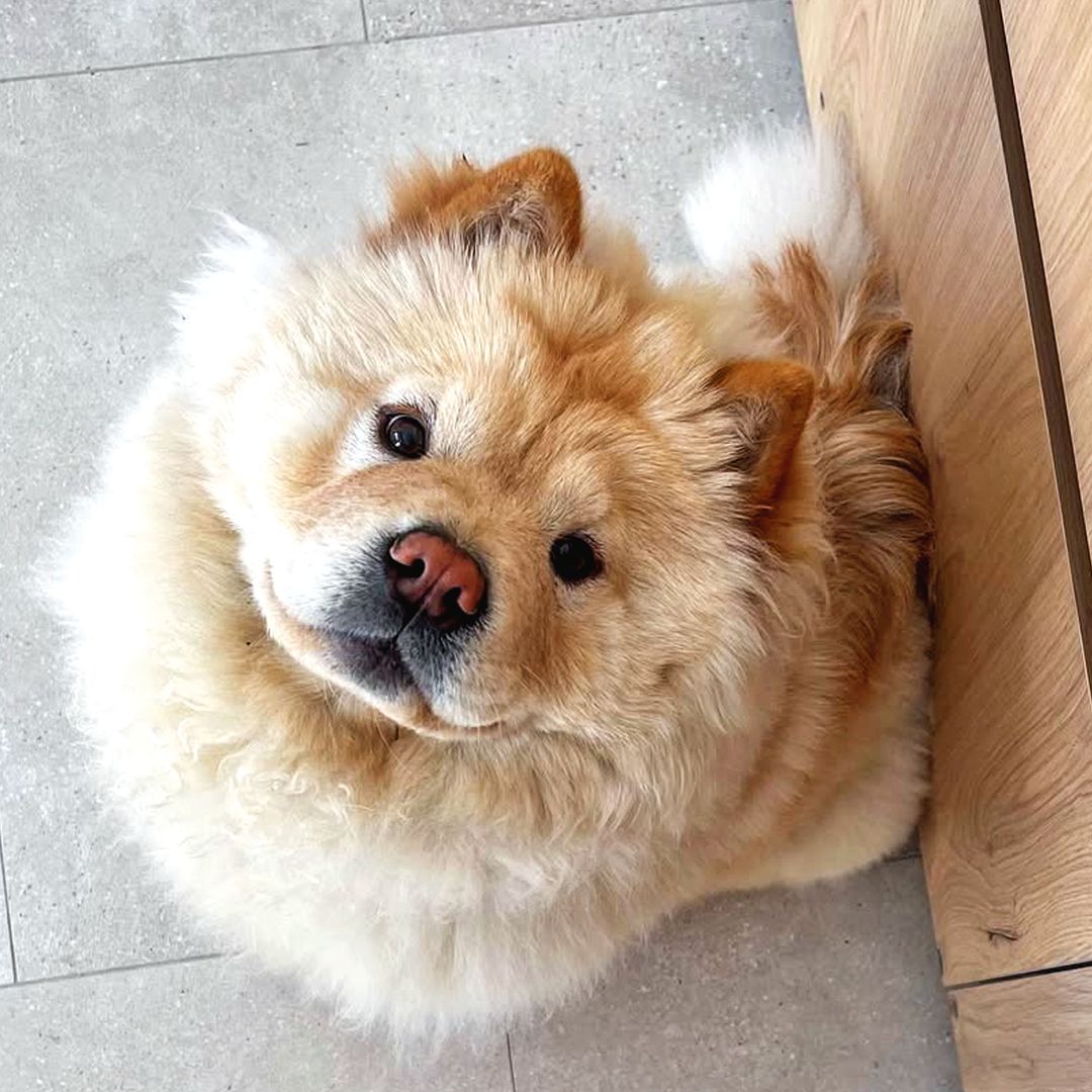 La mascota de Laura Matamoros