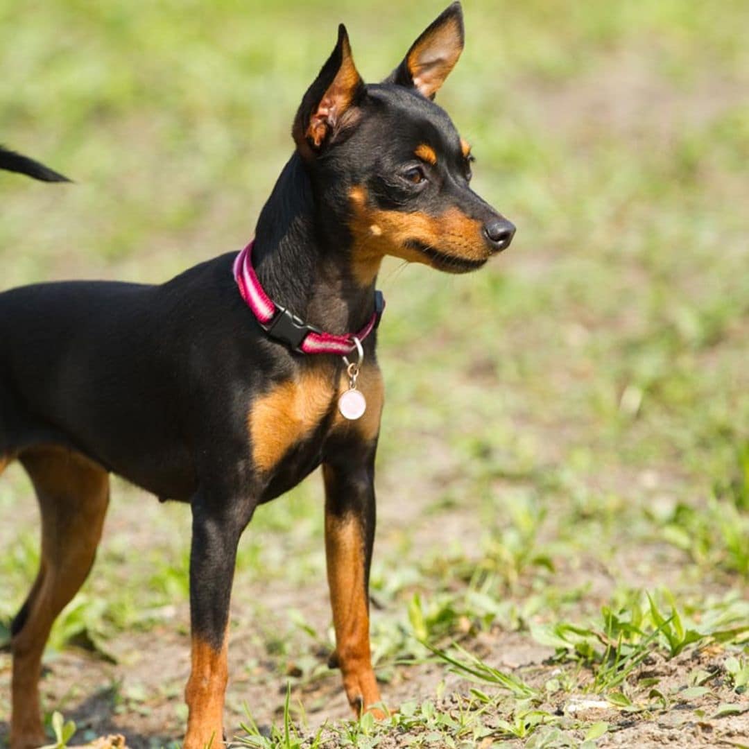 Ratón de Praga, así es uno de los perros más pequeños del mundo