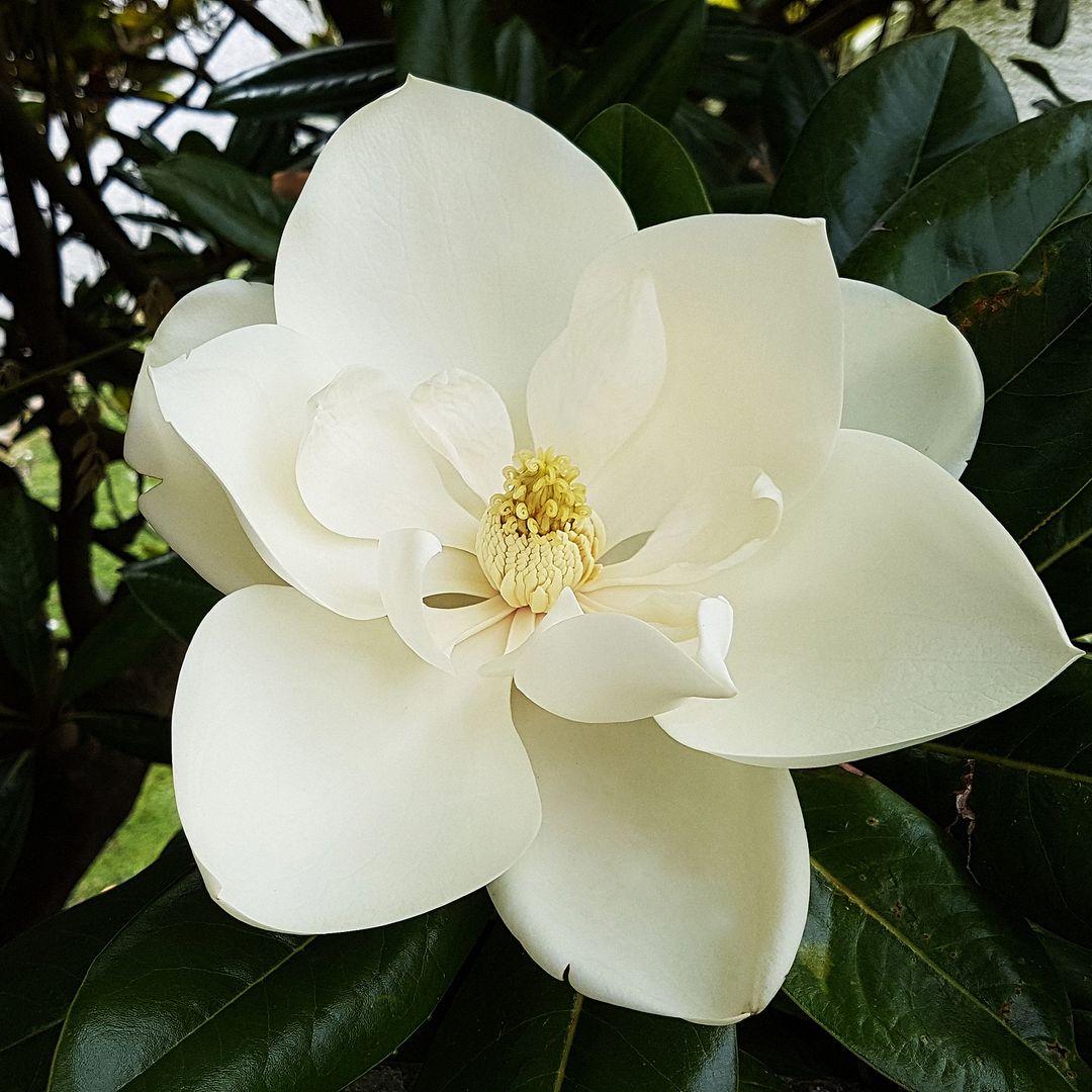 Magnolia grandiflora: el árbol ornamental más apreciado por su espectacular floración