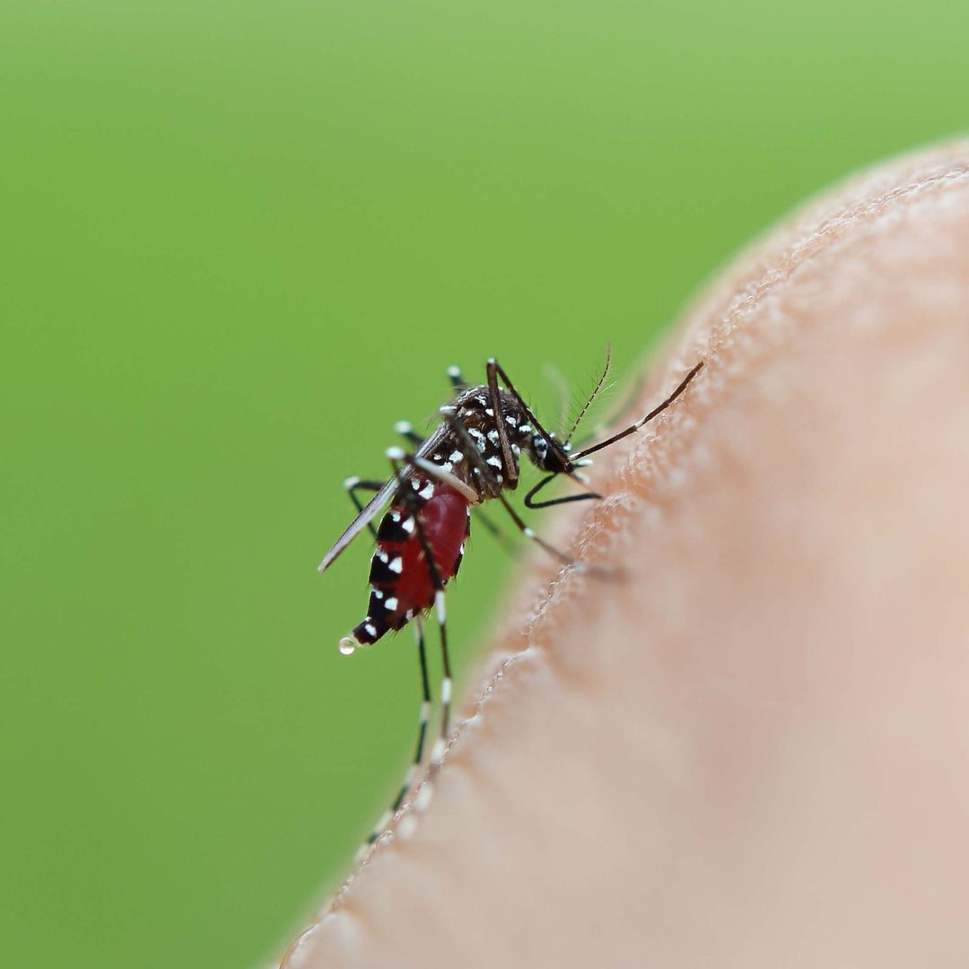 Ni lagos ni charcas, un experto en control de mosquitos revela el inesperado rincón de tu hogar donde el mosquito tigre es capaz de poner miles de larvas