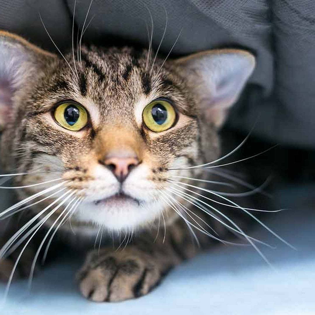 ¿Los gatos también pueden enfermar mentalmente?